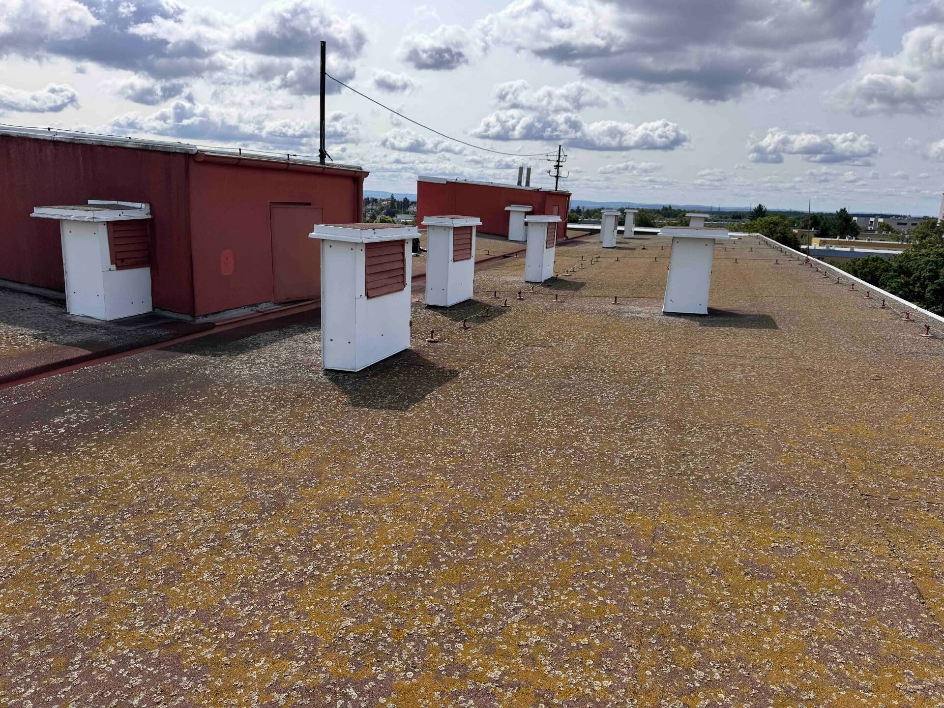 Rozsáhlý růst lišejníku na povrchu hydroizolace